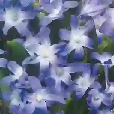 Forbesii Blue Giant